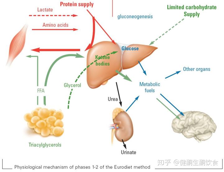 生酮饮食